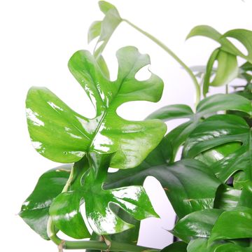 Rhaphidophora tetrasperma