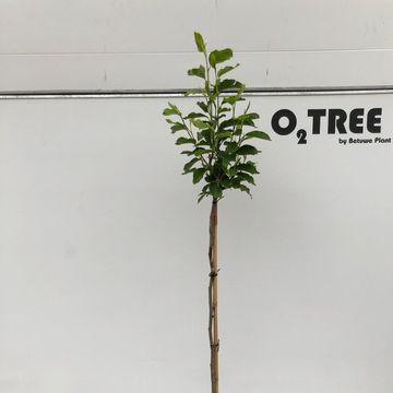 Magnolia x soulangeana