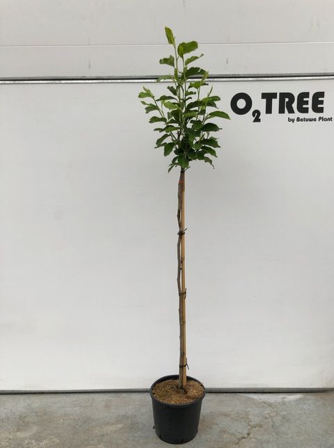 Magnolia x soulangeana