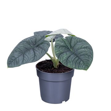 Alocasia melo