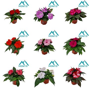 Impatiens NEW GUINEA MIX