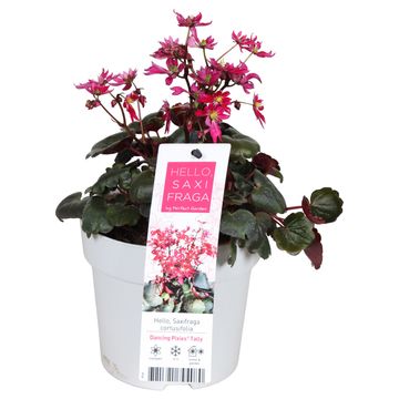 Saxifraga cortusifolia DANCING PIXIES TALLY