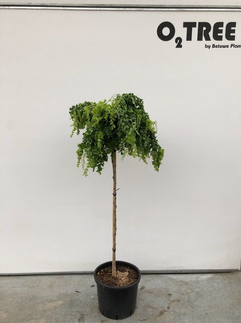 Robinia pseudoacacia TWISTY BABY