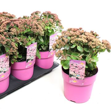 Sedum telephium SEDUCTION PINK PASSION