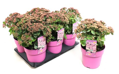 Sedum telephium SEDUCTION PINK PASSION