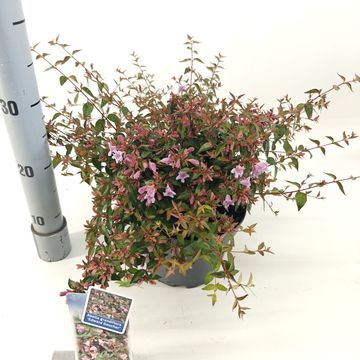 Abelia 'Edward Goucher'