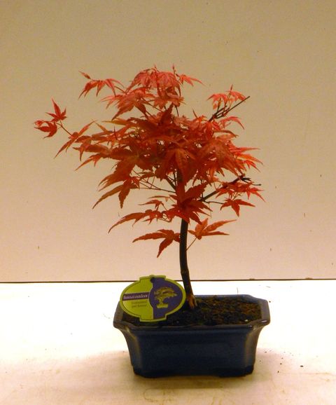 Acer palmatum 'Бени-майко'