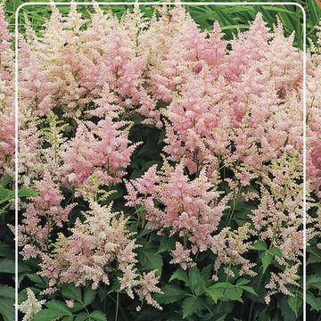 Astilbe 'Peach Blossom'