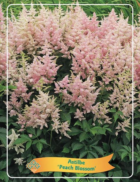 Astilbe 'Peach Blossom'