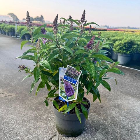 Buddleja davidii BUTTERFLY CANDY LITTLE LILA