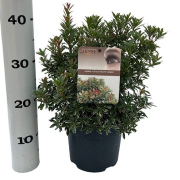 Pieris japonica 'Little Heath'