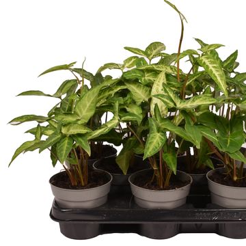 Syngonium angustatum