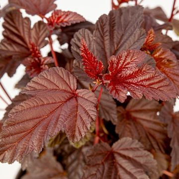 Physocarpus opulifolius 'Rubella'