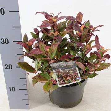 Leucothoe 'Zeblid'