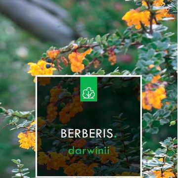 Berberis darwinii