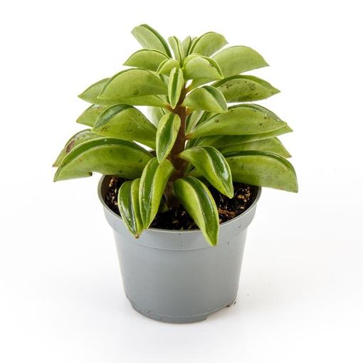 Peperomia dolabriformis