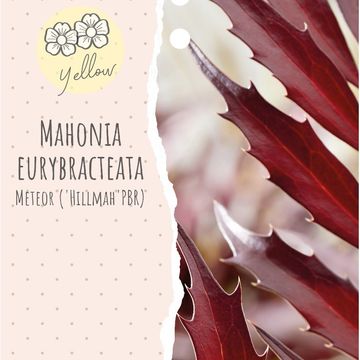 Mahonia eurybracteata METEOR