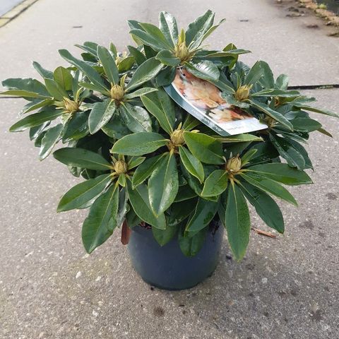 Rhododendron 'Голден Торч'