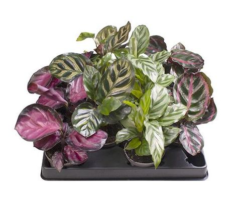 Calathea MIX