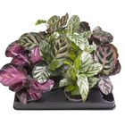 Calathea MIX