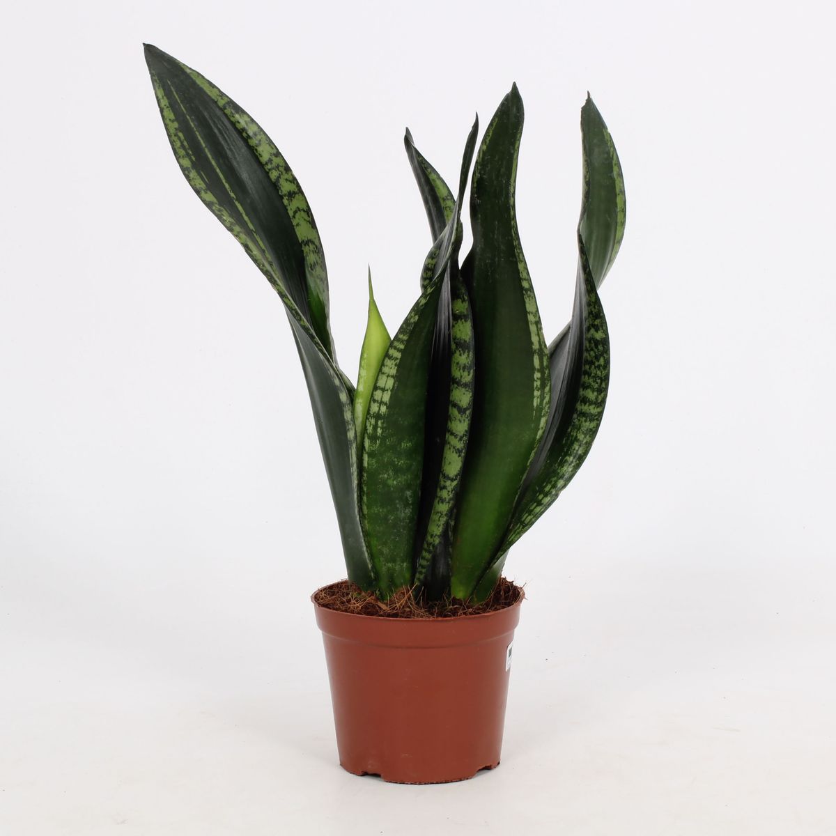 pothos plant near me Epipremnum aureum 'Neon Pothos' – The Victorian Atlanta
