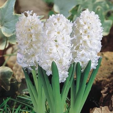 Hyacinthus orientalis 'White Pearl'