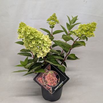 Hydrangea paniculata 'Bee Green'