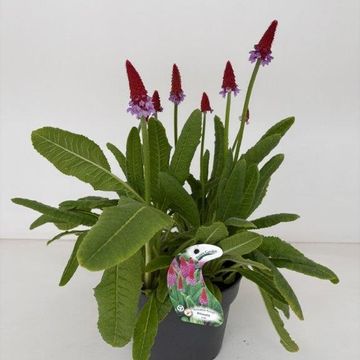 Primula vialii