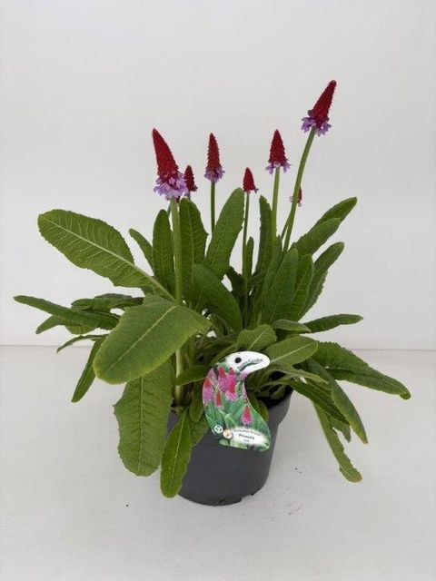 Primula vialii