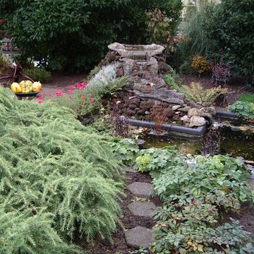 Cedrus deodara 'Golden Horizon'