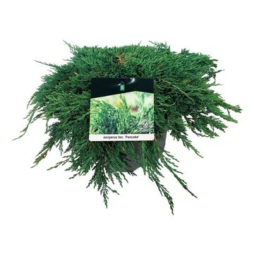 Juniperus horizontalis 'Pancake'