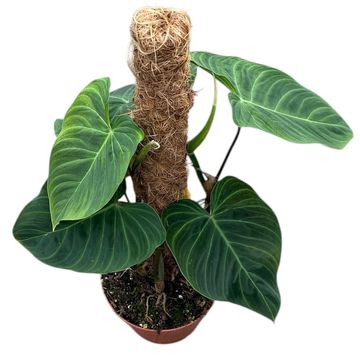 Philodendron 'Splendid'