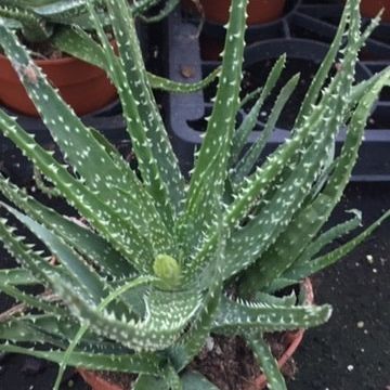 Aloe humilis