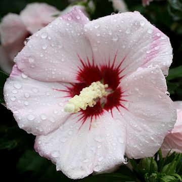 Hibiscus syriacus MIX