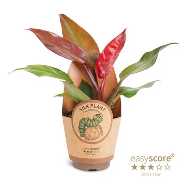 Philodendron 'Red Sun'