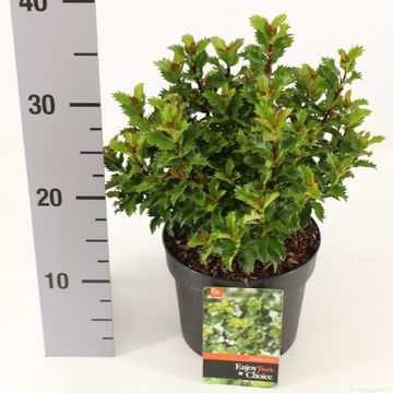 Ilex x meserveae LITTLE RASCAL