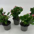 Schlumbergera MIX