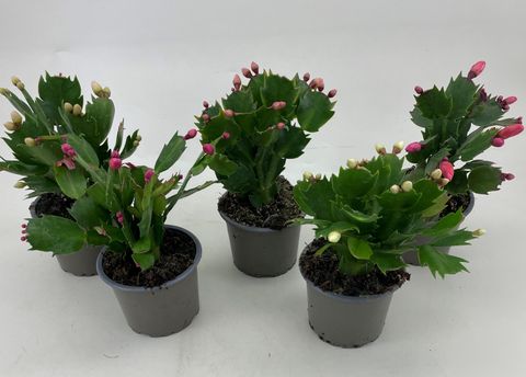 Schlumbergera MIX