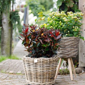 Hypericum MIRACLE MIX