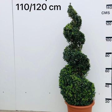 Buxus sempervirens