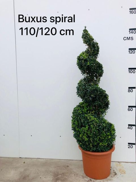 Buxus sempervirens