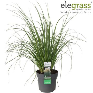 Cortaderia selloana 'Pumila'