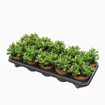 Crassula ovata 'Gandalf'