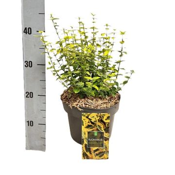 Euonymus fortunei 'Emerald 'n' Gold'