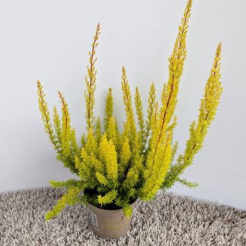 Erica arborea 'Albert's Gold'