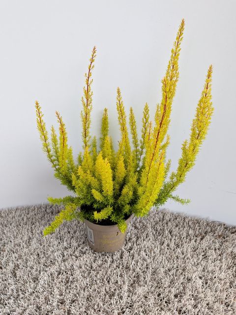 Erica arborea 'Albert's Gold'