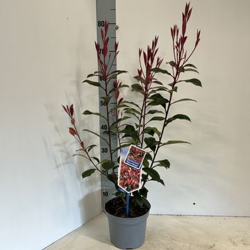 Photinia x fraseri CARRÉ ROUGE