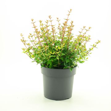 Abelia x grandiflora 'Sherwood'