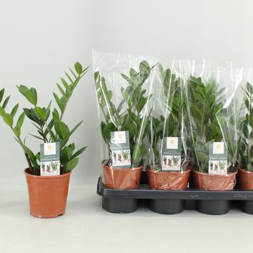 Zamioculcas zamiifolia