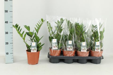 Zamioculcas zamiifolia